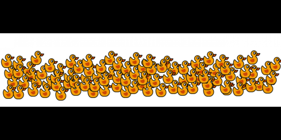 Ducklings image