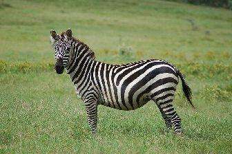 Image of a zebra