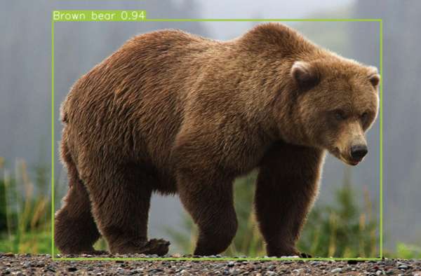 Brown bear image.