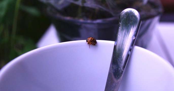 Debugging GraalVM-native images using gdb